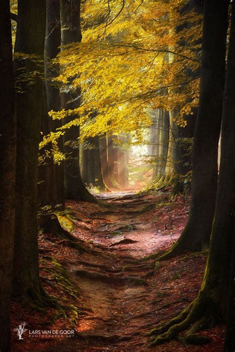 Path For The Mystic Magical Path Through A Autumn Forest By Lars