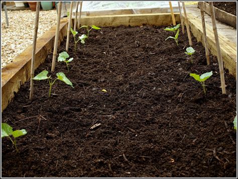 Marks Veg Plot Planting Out Runner Beans