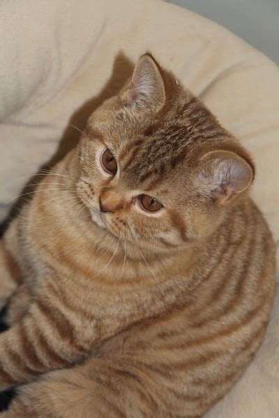 Beautiful cinnamon roll cat too good for this world, too pure. Chatonne British Shorthair Cinnamon tortie mackerel tabby ...