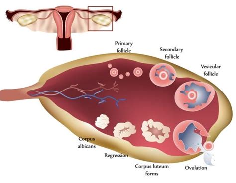 A Healthy Luteal Phase Is An Essential Part Of A Womans Fertility With
