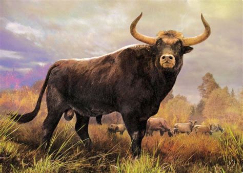 Aurochs bull (Bos primigenius Bojanos), an extinct species of large ...