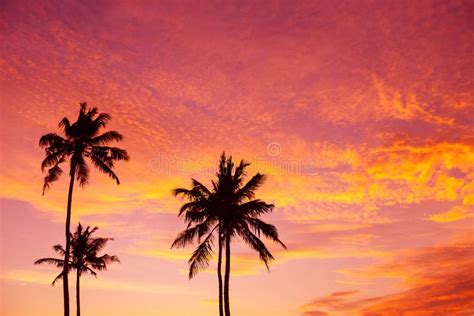Tropical Palm Trees Silhouettes At Sunset Stock Photo Image Of