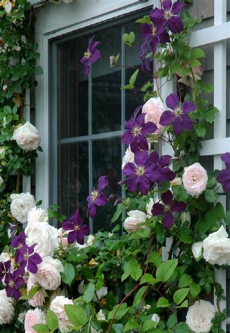 Great Garden Combos Roses Clematis For Small Space Gardens White