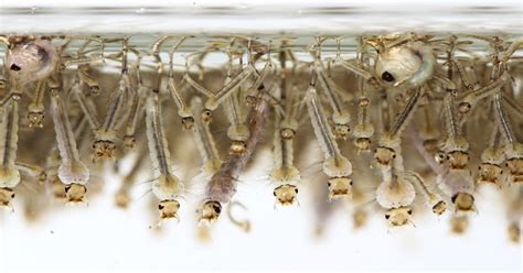 Virginia Tech Ichthyology Class Mosquitofish The Wrong Answer For