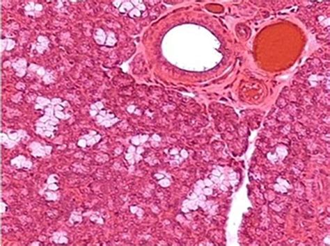 Submandibular Gland Section Human Histology Prepared Microscope Slides