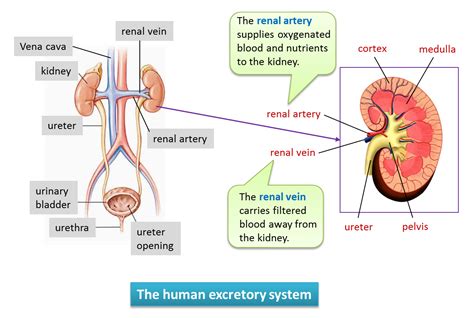 341 The Human Kidney Spm Biology