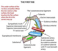 Ventral branches of last three cervical and first two thoracic spinal nerves. brachial plexus blank diagram - Google Search | Brachial ...