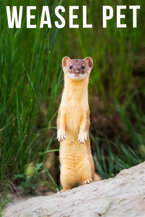 Weasel Pet Temperament Diet And General Care Needs