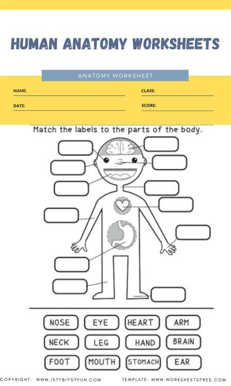 Elementary Anatomy Worksheets