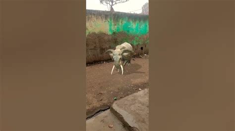 Elephant Roar Youtube