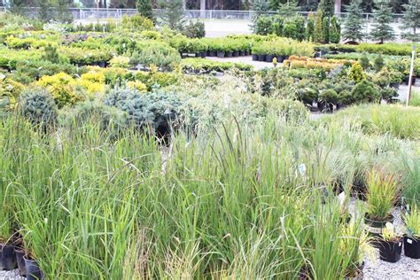 At gibson's nursery & landscape supply, we are spokane valley, wa's number one nursery and landscape supply provider in the area. Trees and Plants | Gibsons Landscape and Nursery