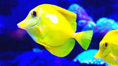 Yellow Tang Guide Everything You Need To Know