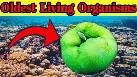 8 Oldest Living Organisms On Earth And Unbelievable Facts Factsign