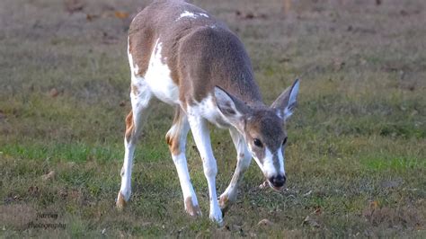Gallery Piebald Deer Spotted In Gallatin