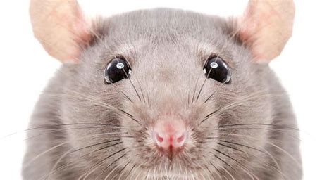 Drawbacks of keeping pet rats my personal experience. Rat Names - Over 200 Great Ideas For Naming Your Pet Rat