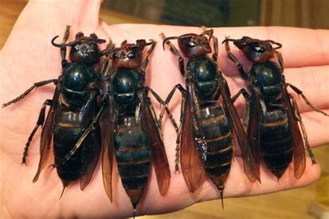 Giant Murder Hornets That Kill Up To 50 People A Year Spotted Outside Asia Daily Star