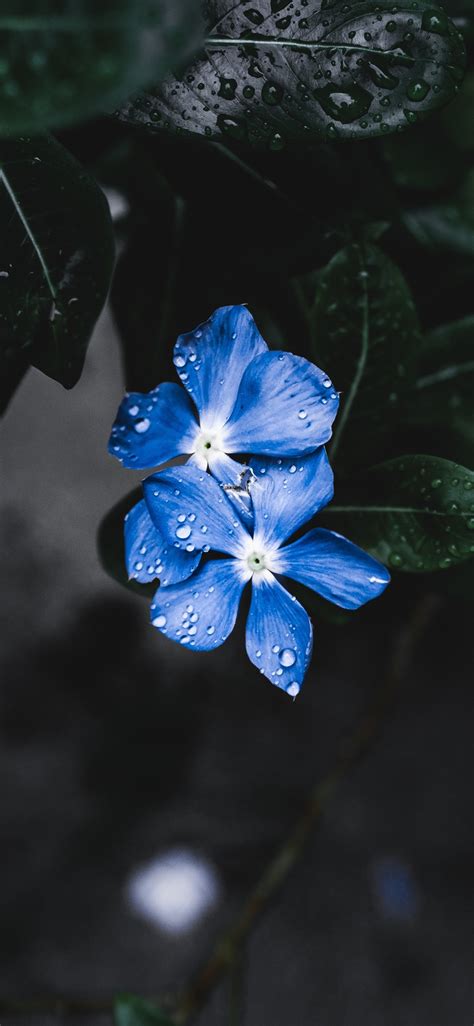 1125x2436 Blue Plant Flower Iphone Xsiphone 10iphone X Hd 4k
