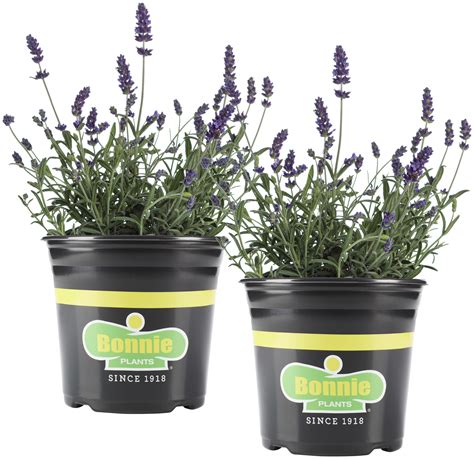 How To Plant And Care For Bonnie Lavender Sc Garden Guru