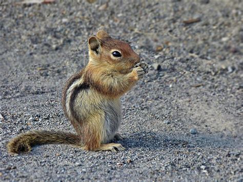 Golden Mantled Ground Squirrel Photograph By Lyuba Filatova Pixels