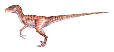 Velociraptor Sp Jn Jurassic Pedia
