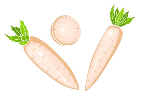 Premium Vector Daikon Set Fresh Daikon And Sliced Wedges In A