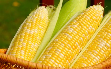 Corn Full Hd Wallpaper And Background Image X Id