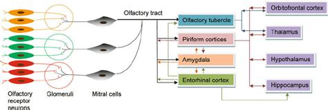 Schematic Of The Olfactory System Each Olfactory Sensory Neuron Download Scientific Diagram
