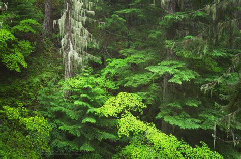 North Cascades Old Growth Forest Alan Majchrowicz Photography