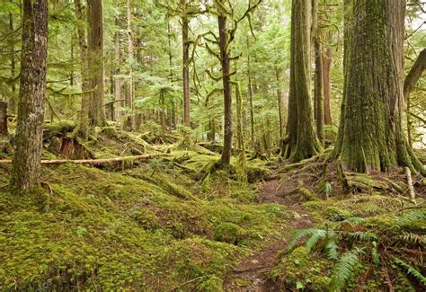 Pacific Northwest Rain Forest — Stock Photo © Eppic 3012299