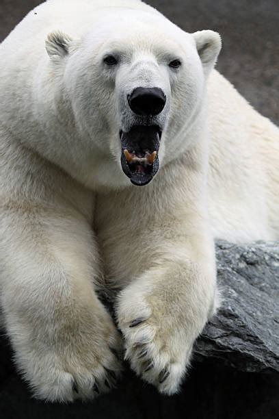 Polar Bear Teeth Stock Photos Pictures And Royalty Free Images Istock