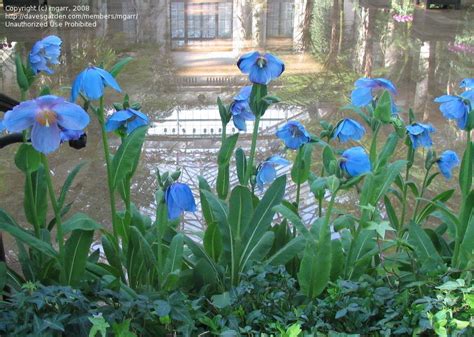 Semi automatic and fully automatic coffee maker machines are comparatively expensive and hence would need a bigger budget. undefined | Watering globe, Plants, Watering