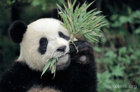 Feeding Habits Help The Giant Panda