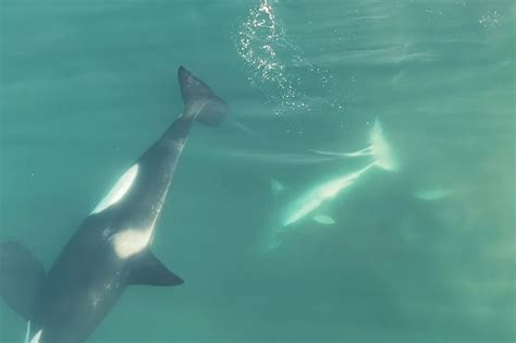 Wild Encounter Orca Whales Feast On Great White Shark In Stunning