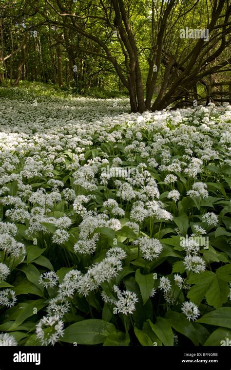 Wild Garlic Flowers Woodland Stock Photo Alamy