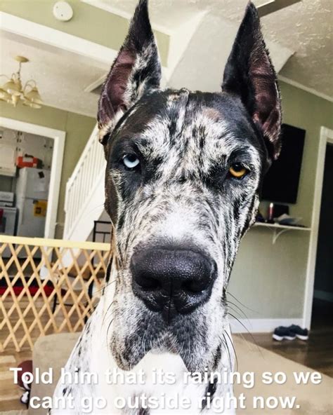15 Funny Great Dane Memes To Make Your Day Page 2 Of 5