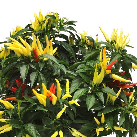 Chilly Chili Ornamental Pepper Garden Seeds 100 Seeds Non Gmo