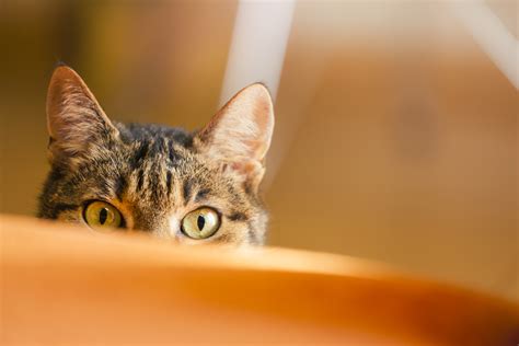 Watch Your Cats Ears To Clue Into Their Mood