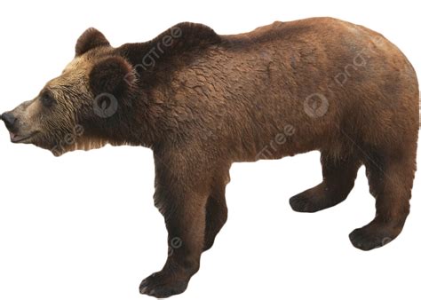 Bear Realistic Brown Bear Vector Bear Animal Cute Png Transparent