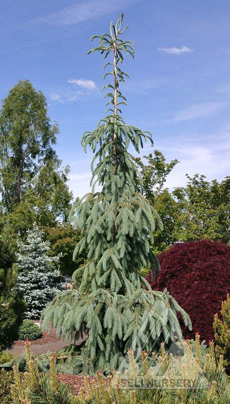 Plants are striking for both their contrast value and unique form. Baby, I need the blues | Conifer plants, Conifers garden ...
