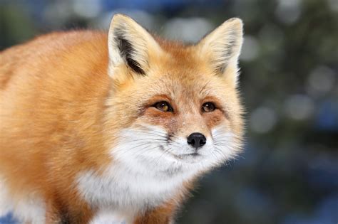 Why The Red Fox Is The Unofficial Mammal Of Toronto Canadian Geographic