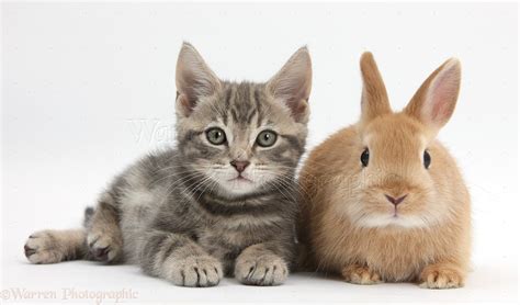 Pets Tabby Kitten With Baby Netherland Dwarf Rabbit Photo