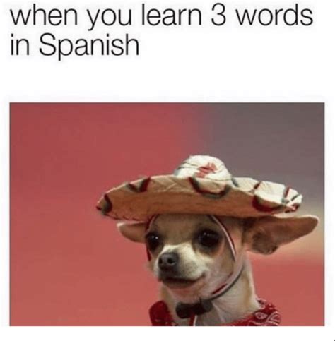 How To Learn Spanish Using Funny Memes — Spanish Classes London