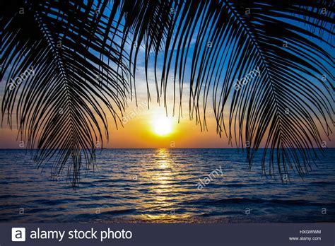 Beautiful Tropical Sunset With Palm Treestropical Beach