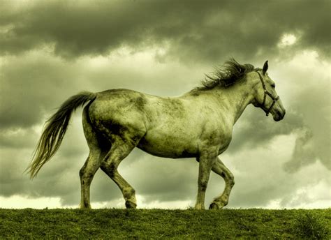 Dramatic Horse Explore 417 Craig Brown Flickr