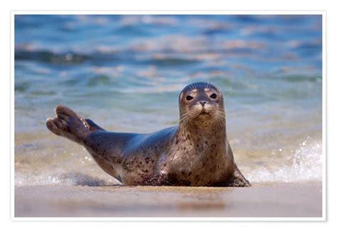 Freie kommerzielle nutzung keine namensnennung top qualität. Robbe in San Diego Poster online bestellen | Posterlounge.ch