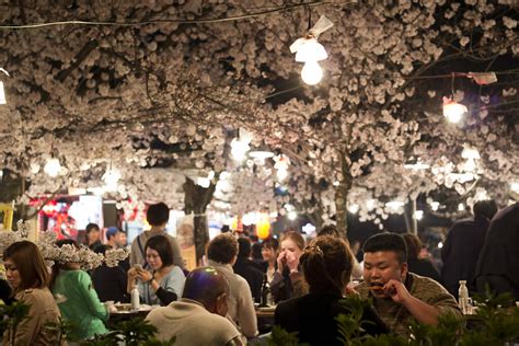 Hanami Cherry Blossom Culture In Japan Brooklyn Botanic Garden