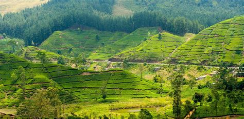 Sri Lankan Tea Plantation Holidays 20242025 Abercrombie And Kent