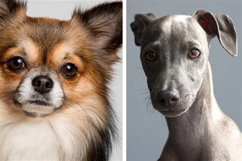 Italian Greyhound Chihuahua Mix A Perfect Blend Of Speed And Charm Greyhound Pets