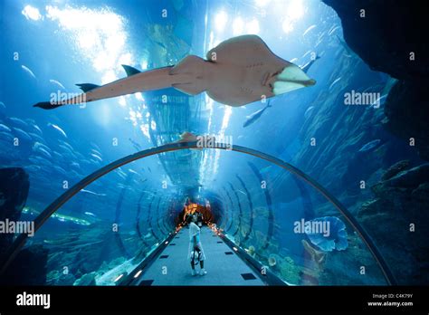 Aquarium And Underwater Zoo In The Dubai Mall Dubai United Arab Stock