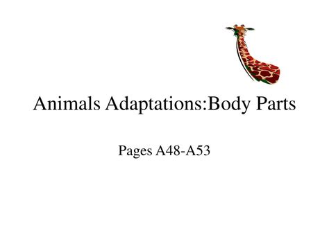 Ppt Animals Adaptationsbody Parts Powerpoint Presentation Free